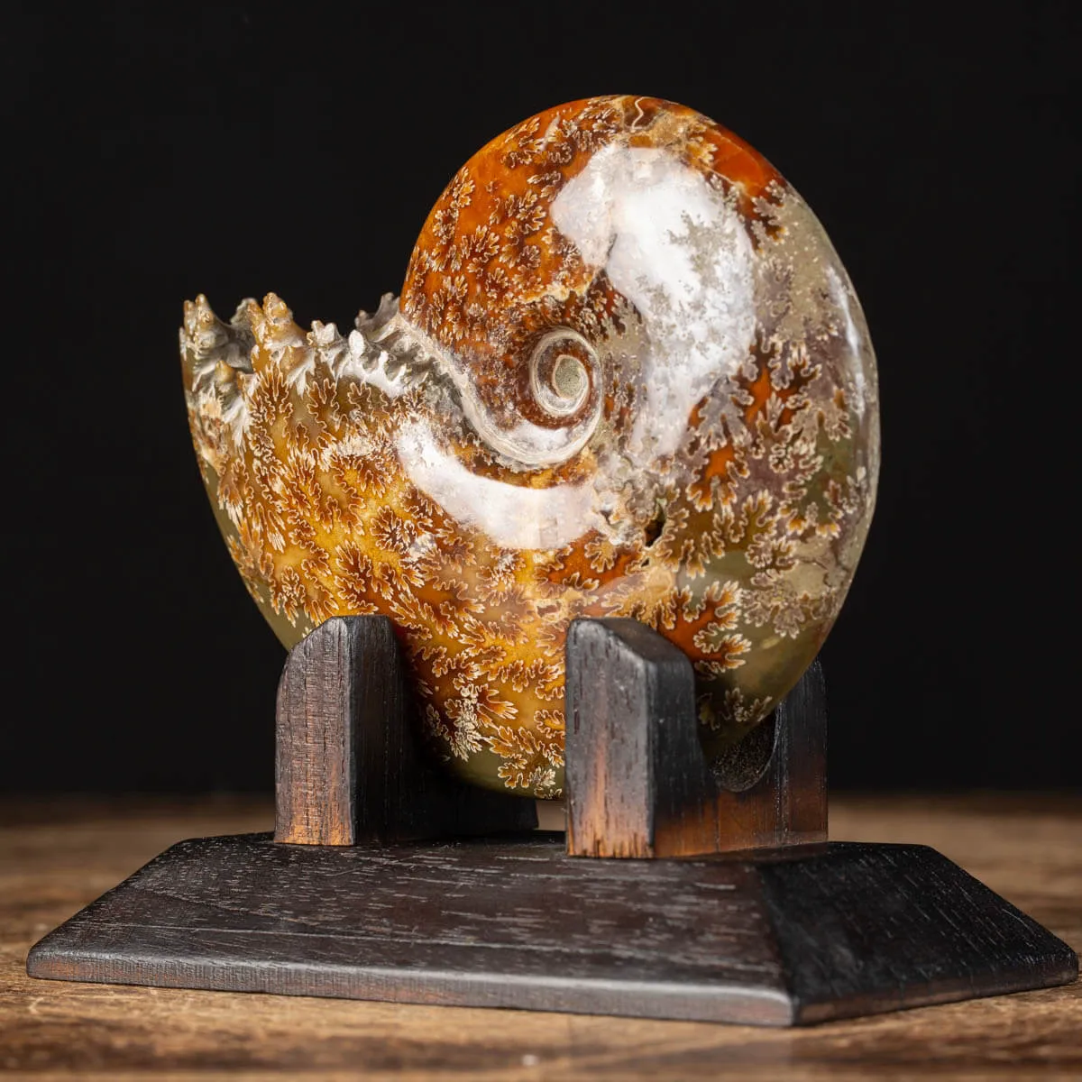 Ammonite Cleoniceras su Base decorativa