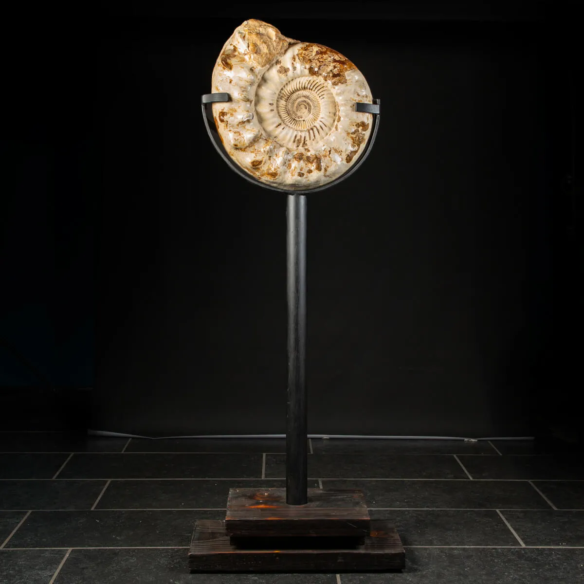 Ammonite Kranaosphinctes Sp. su piantana