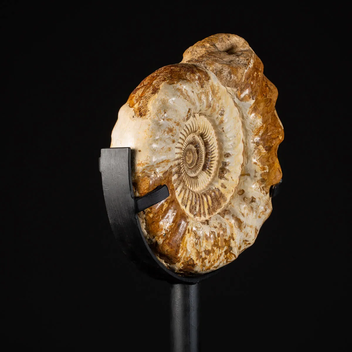 Ammonite Kranaosphinctes Sp. su piantana