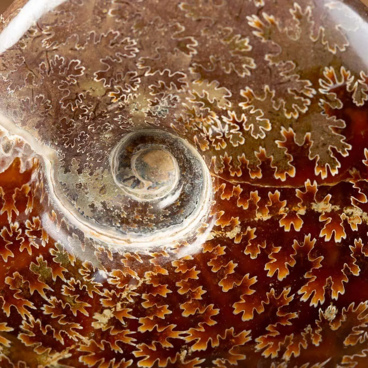 Ammonite Cleoniceras su Base decorativa