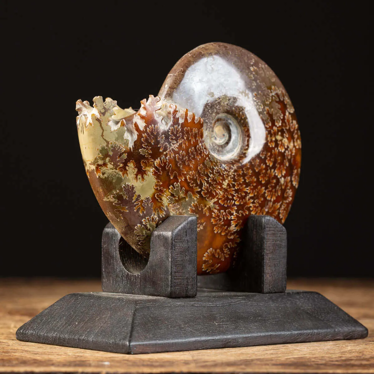 Ammonite Cleoniceras su Base decorativa