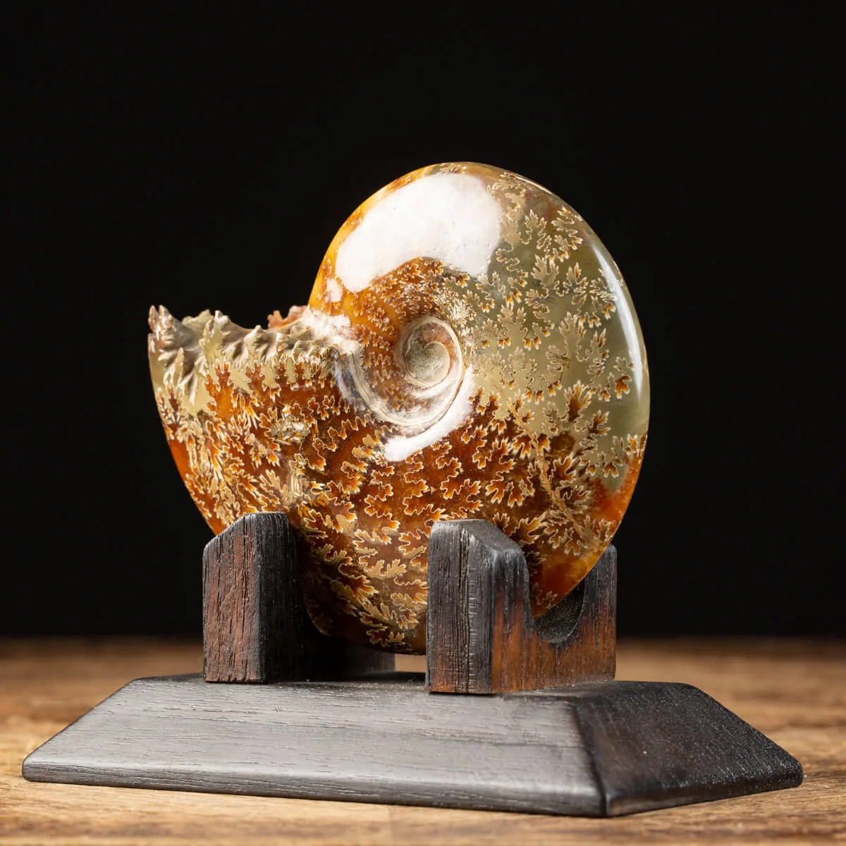Ammonite Cleoniceras su Base decorativa