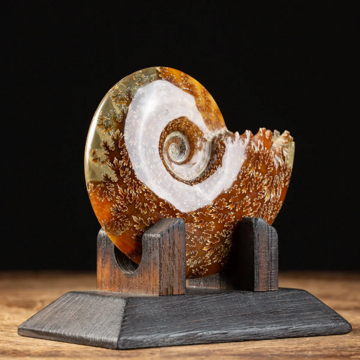 Ammonite Cleoniceras su Base decorativa