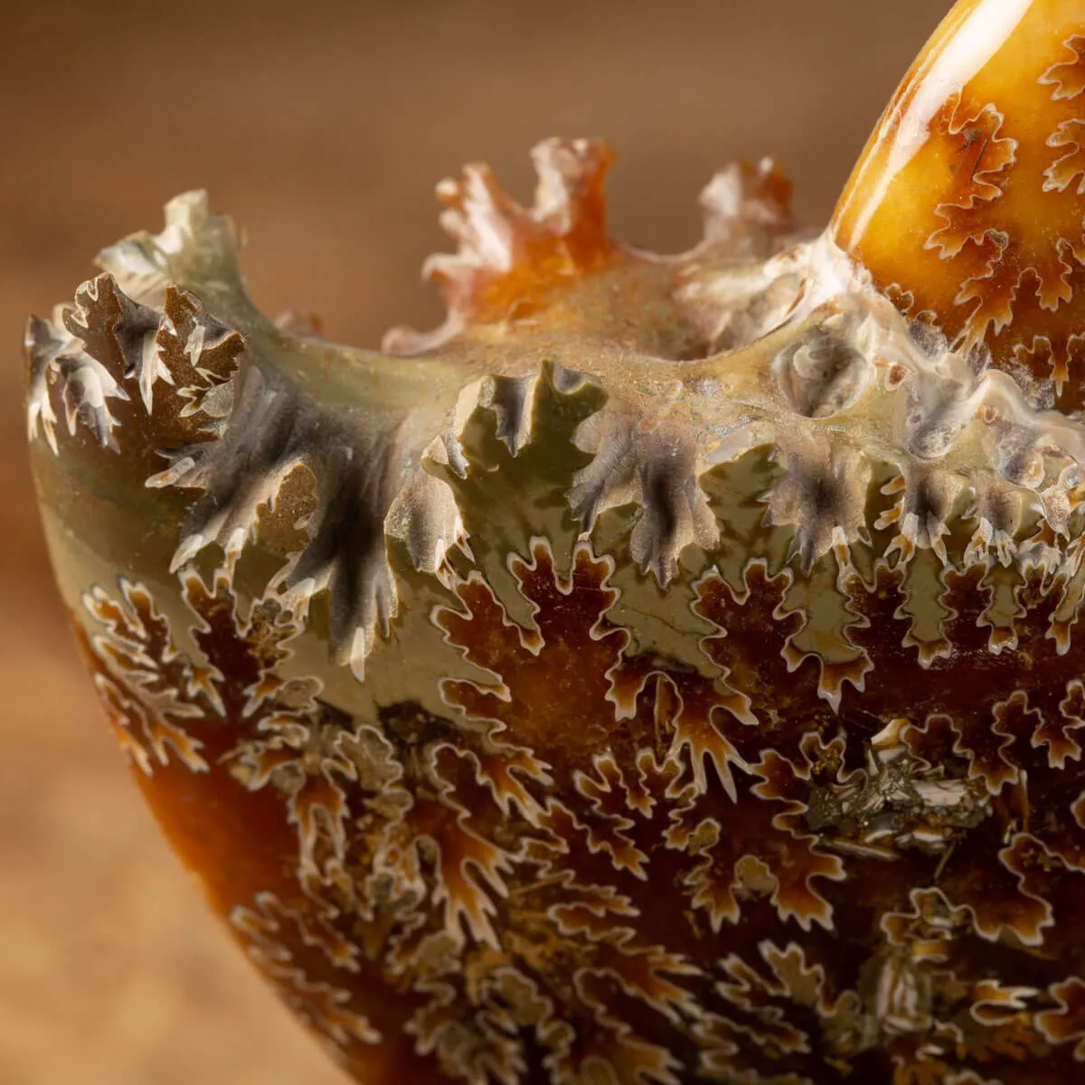 Ammonite Cleoniceras su Base decorativa