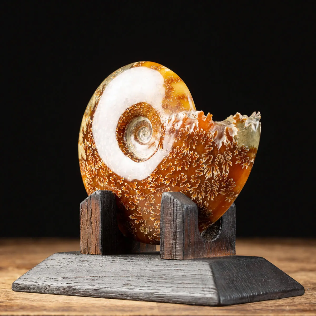 Ammonite Cleoniceras su Base decorativa