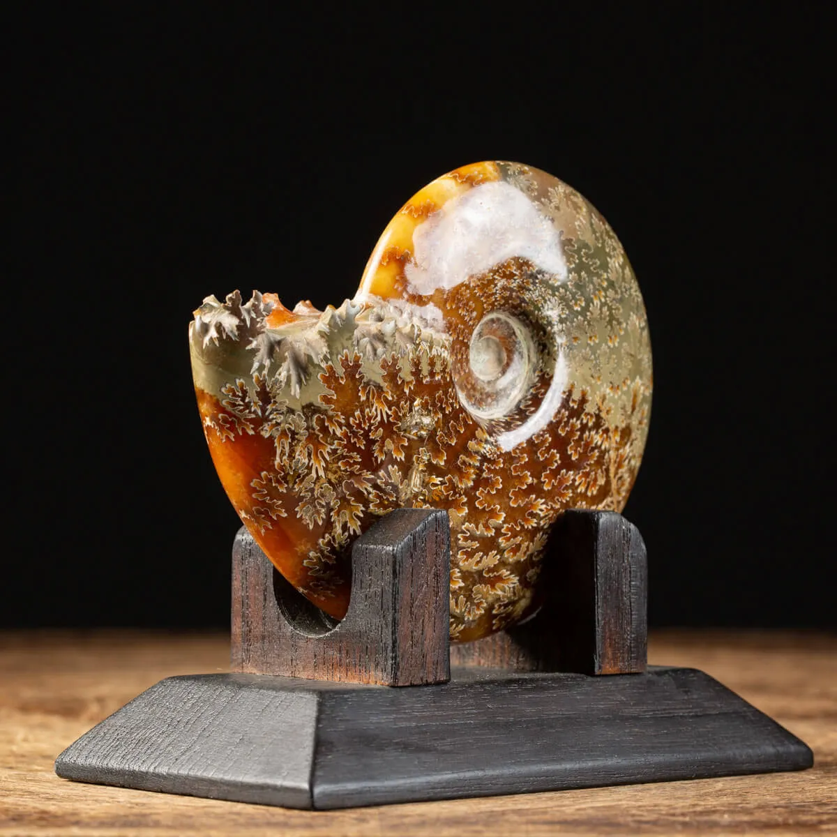 Ammonite Cleoniceras su Base decorativa