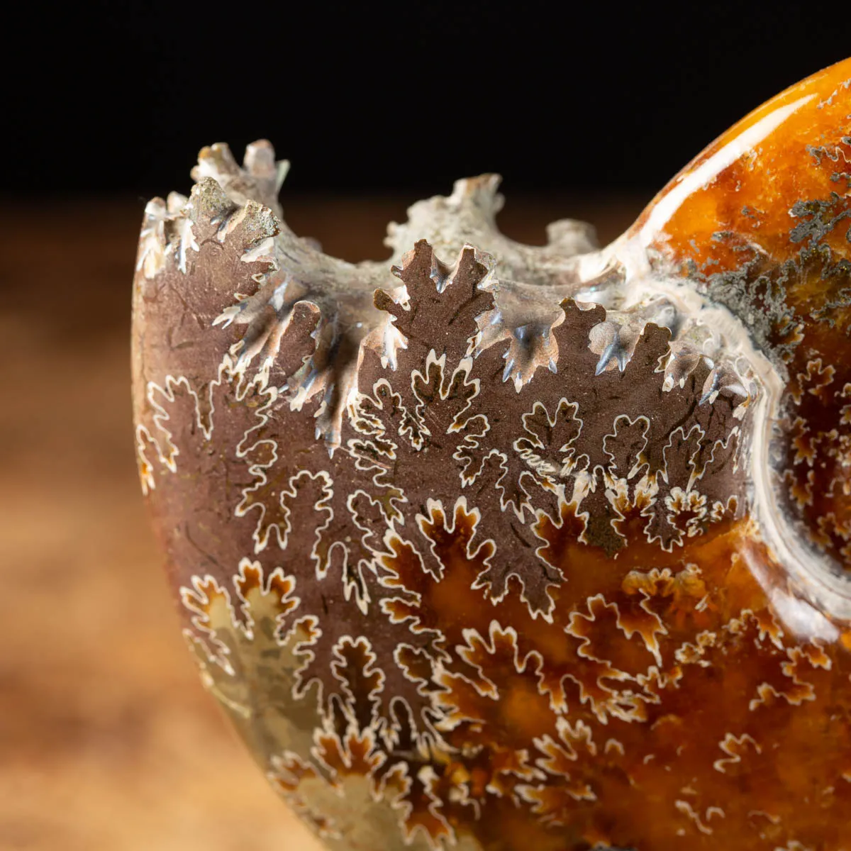 Ammonite Cleoniceras su Base decorativa