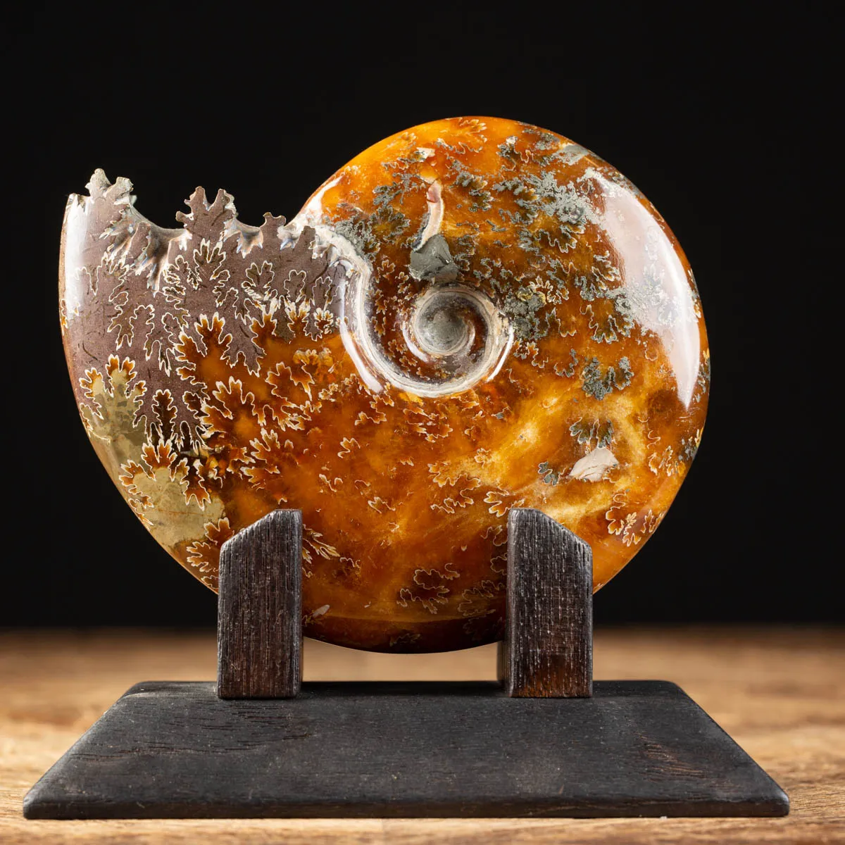 Ammonite Cleoniceras su Base decorativa