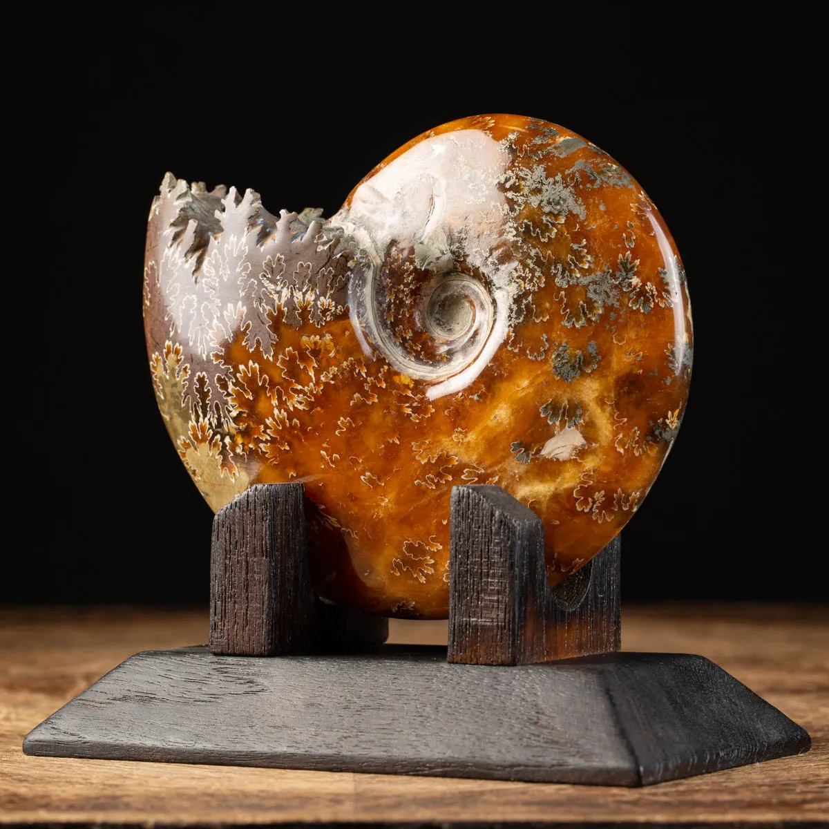 Ammonite Cleoniceras su Base decorativa