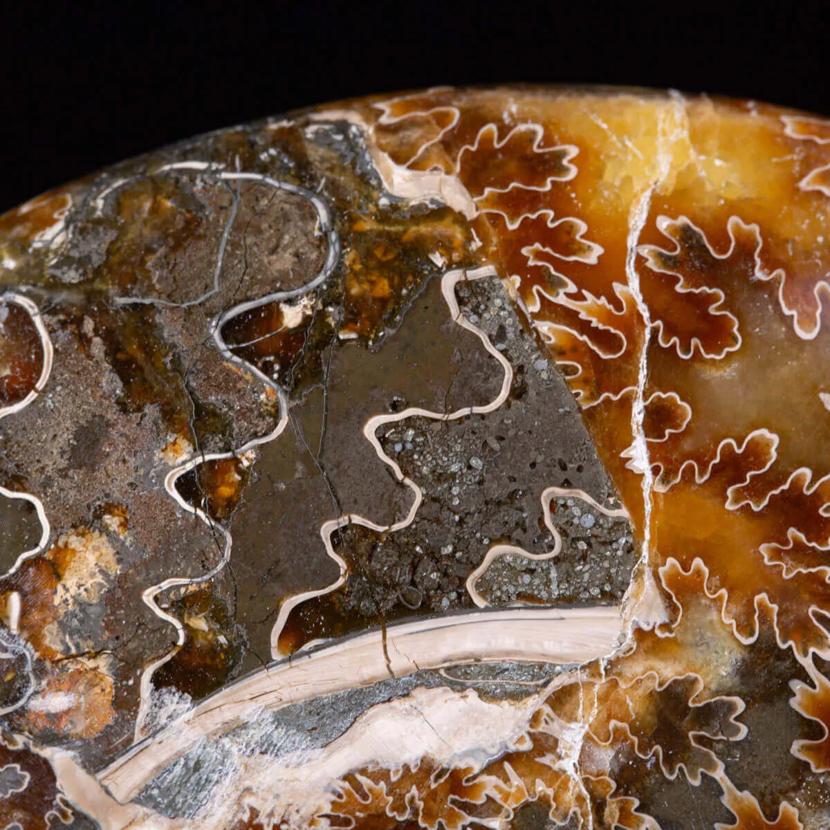 Ammonite Cleoniceras