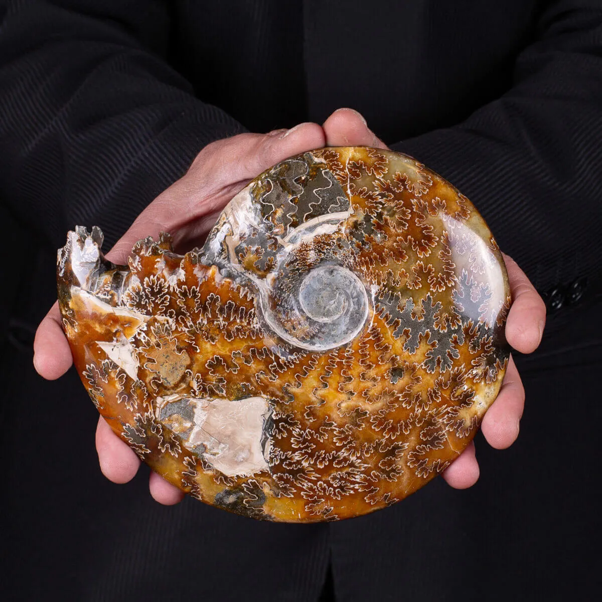 Ammonite Cleoniceras