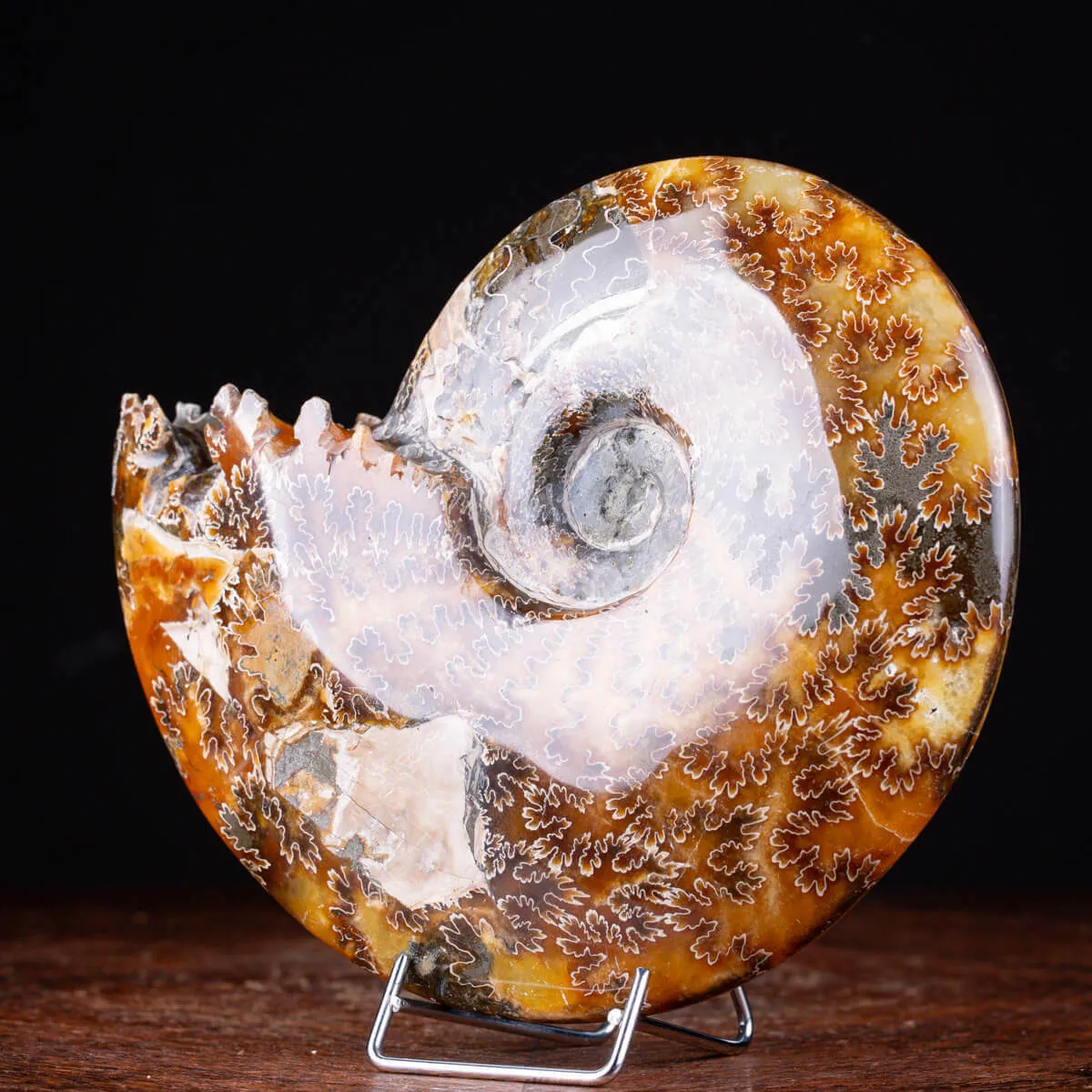 Ammonite Cleoniceras