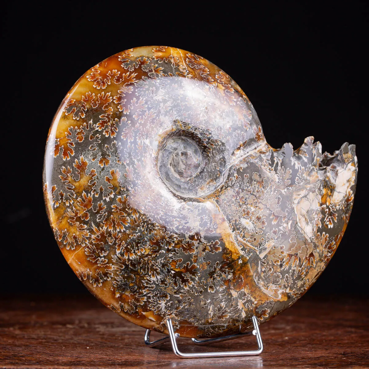Ammonite Cleoniceras