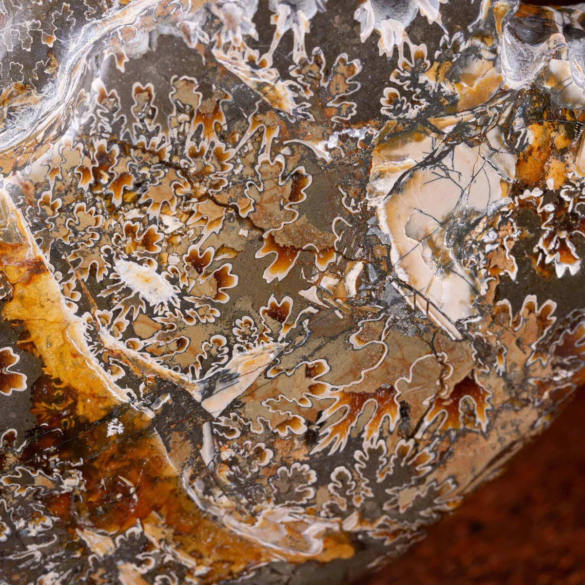 Ammonite Cleoniceras