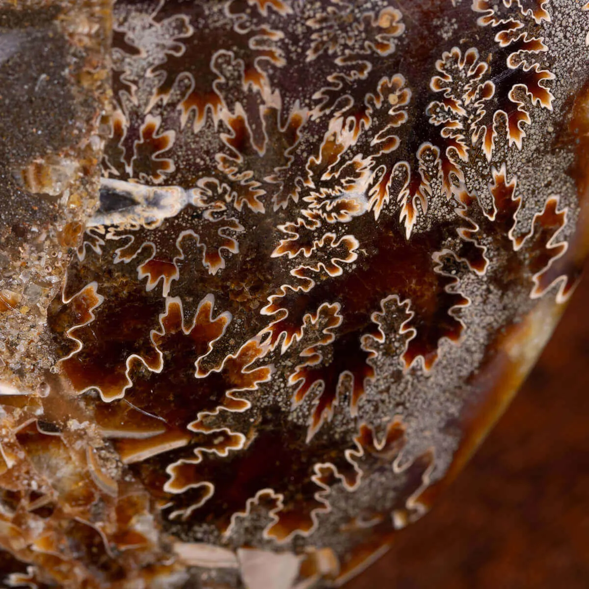 Cleoniceras: Tesoro Fossile con un Cuore di Cristallo