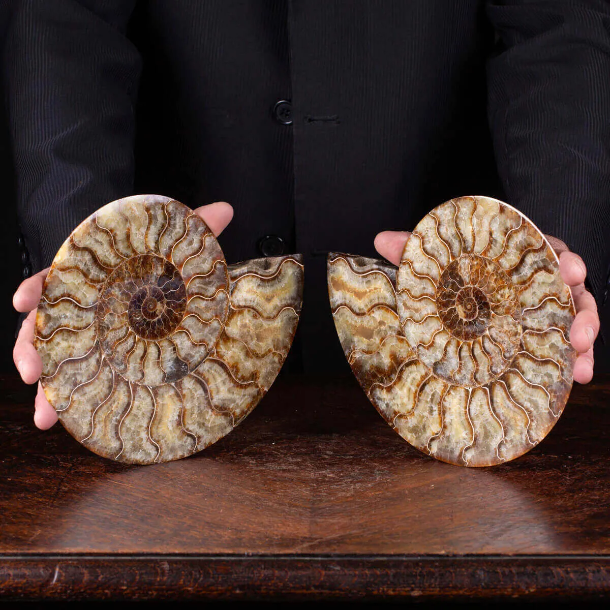 Cleoniceras: Tesoro Fossile con un Cuore di Cristallo