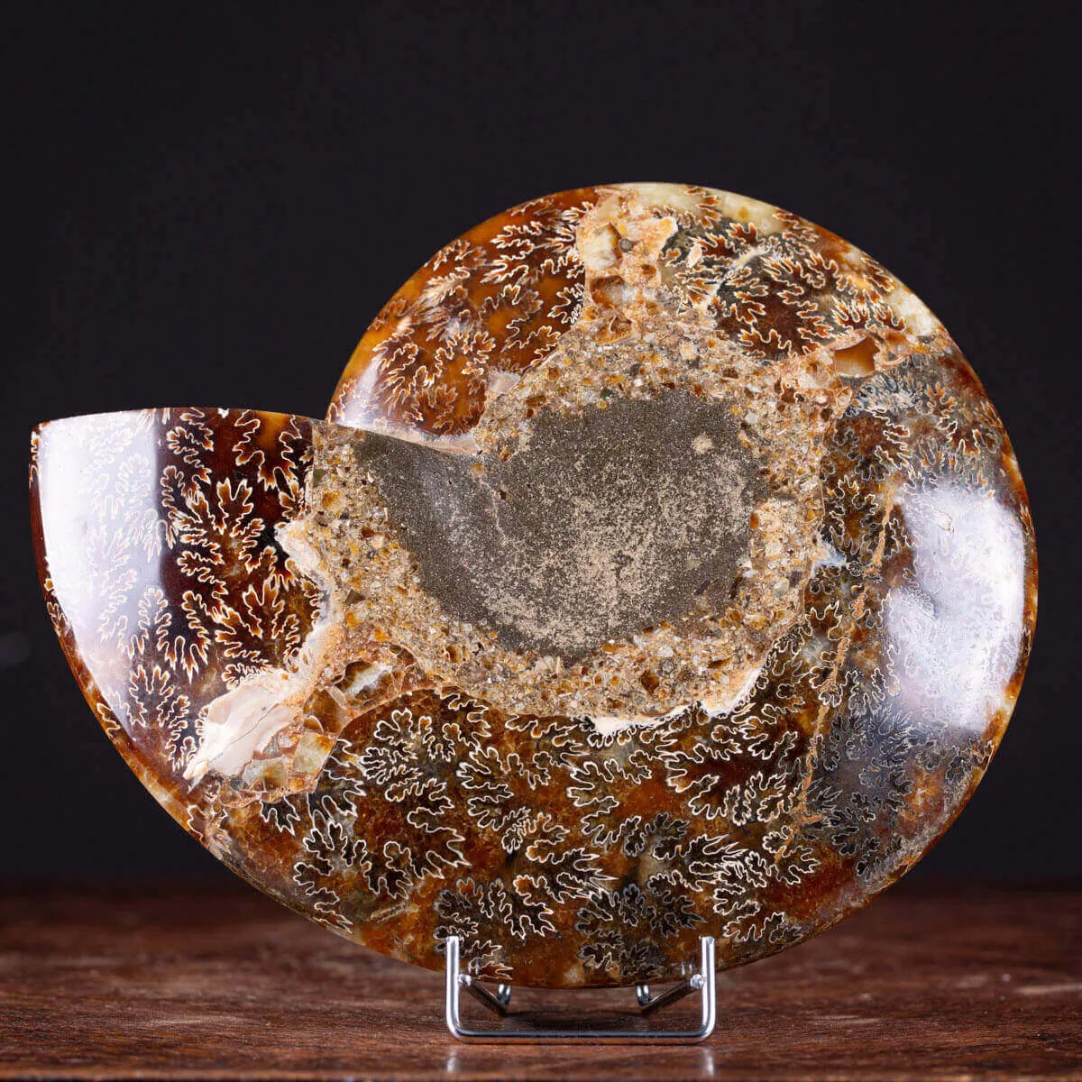 Cleoniceras: Tesoro Fossile con un Cuore di Cristallo