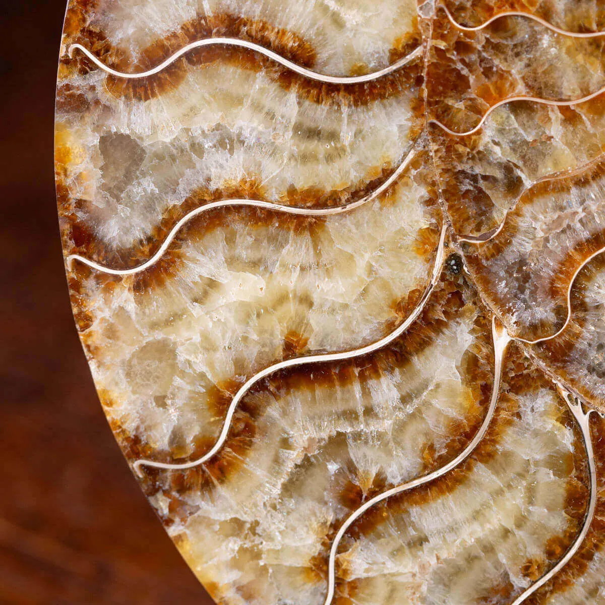 Cleoniceras: Tesoro Fossile con un Cuore di Cristallo