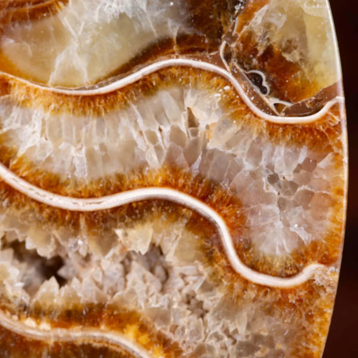 L'interno della Bellezza Paleontologica: Cleoniceras