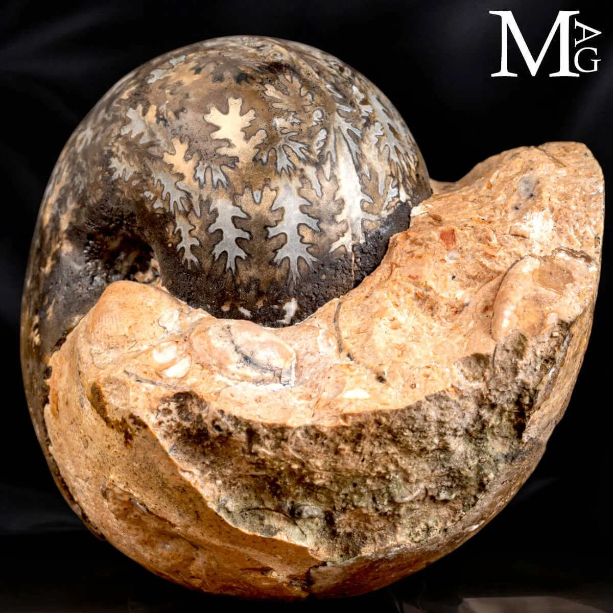 Brouwerites Intermedius – Ammonite Triassica di Timor.