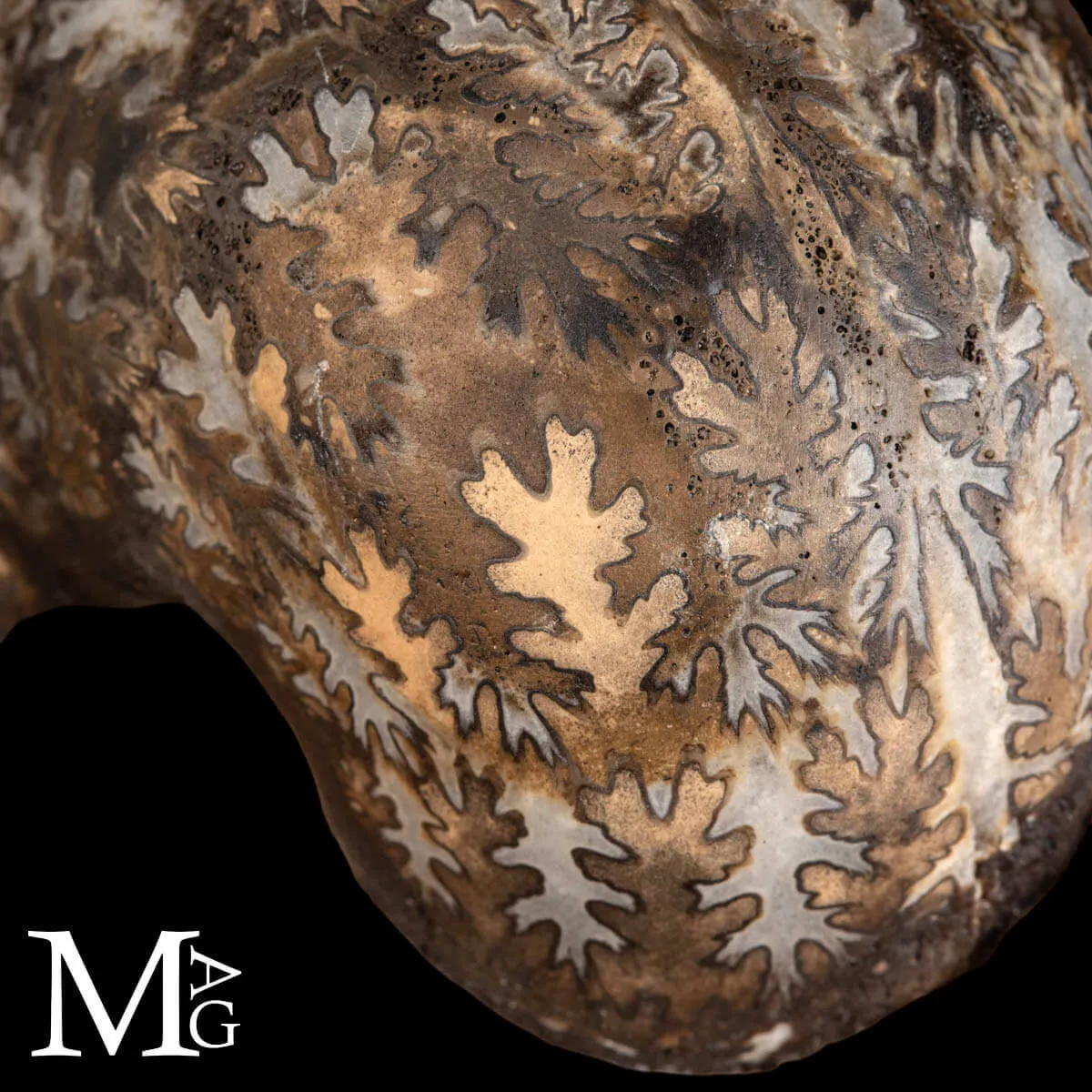 Brouwerites Intermedius – Ammonite Triassica di Timor.