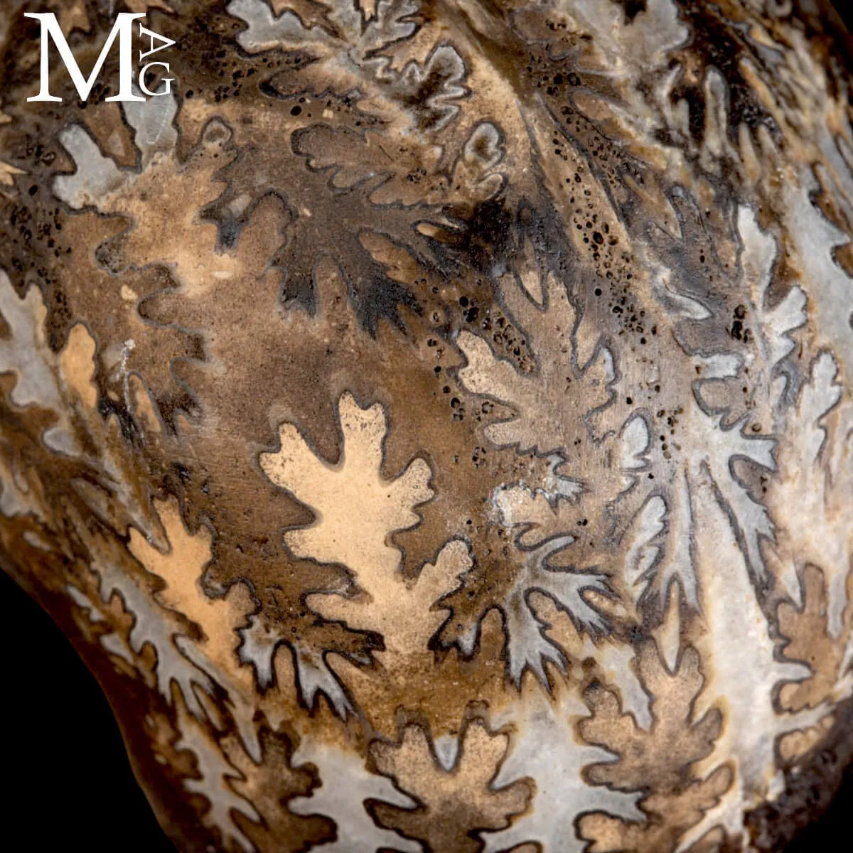 Brouwerites Intermedius – Ammonite Triassica di Timor.
