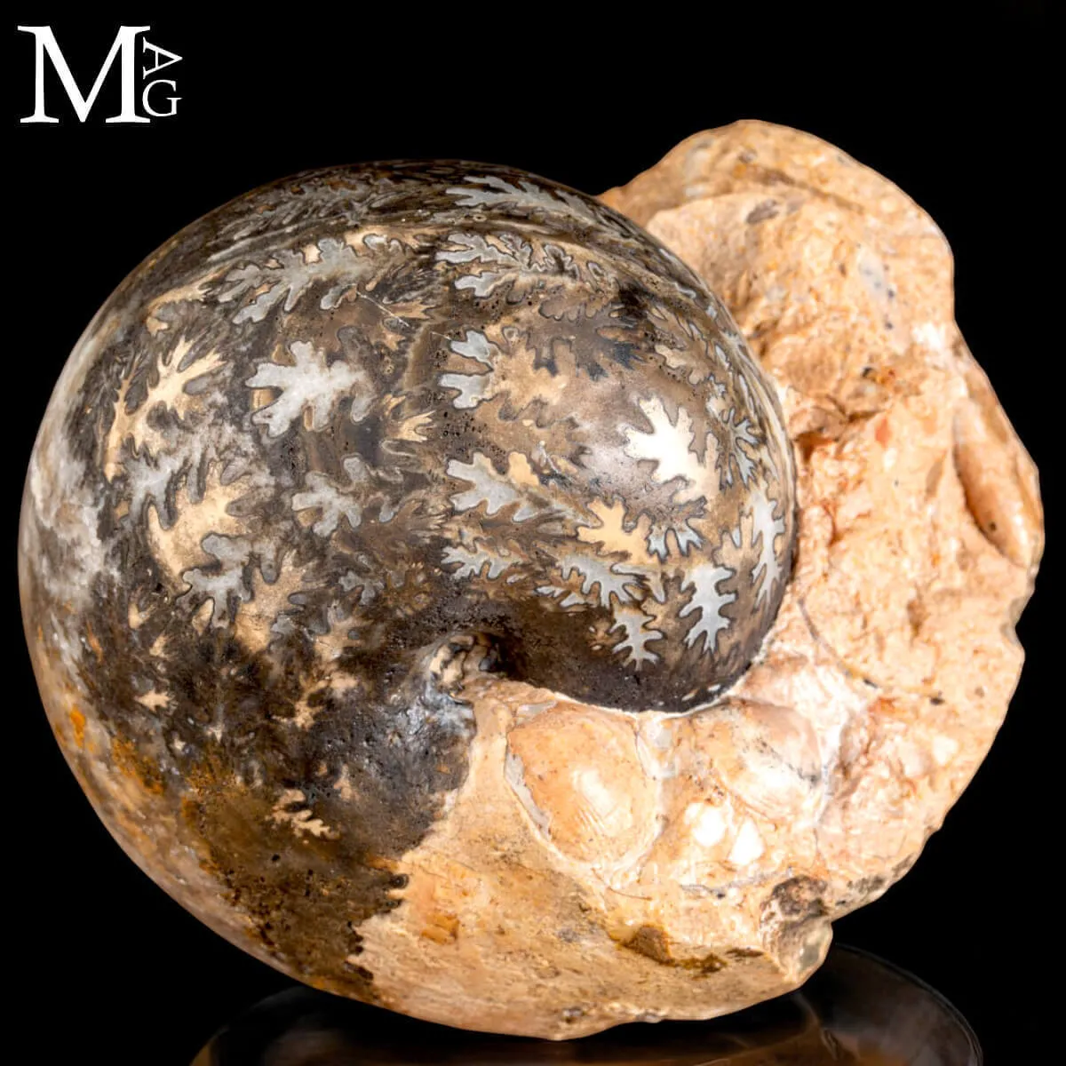 Brouwerites Intermedius – Ammonite Triassica di Timor.