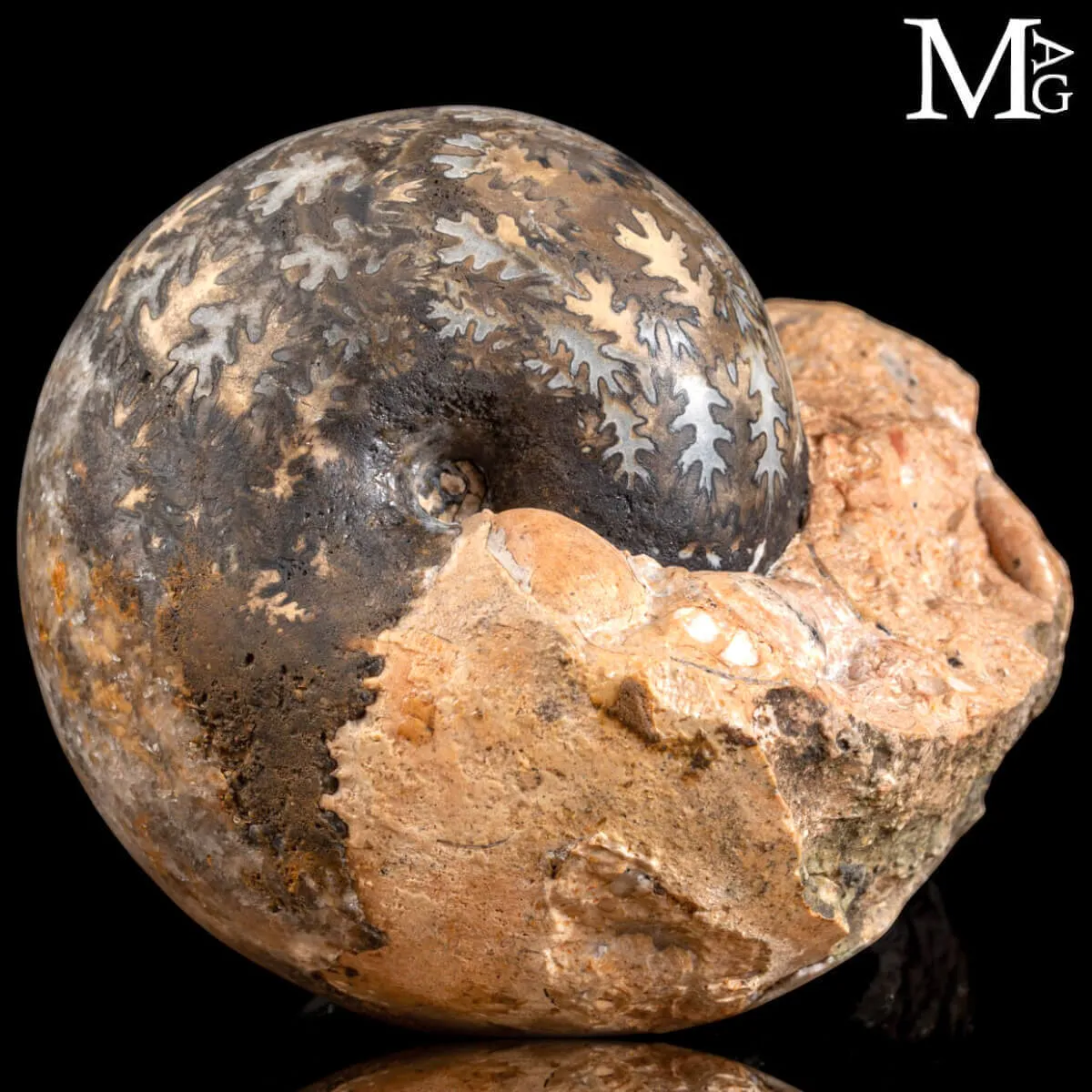Brouwerites Intermedius – Ammonite Triassica di Timor.