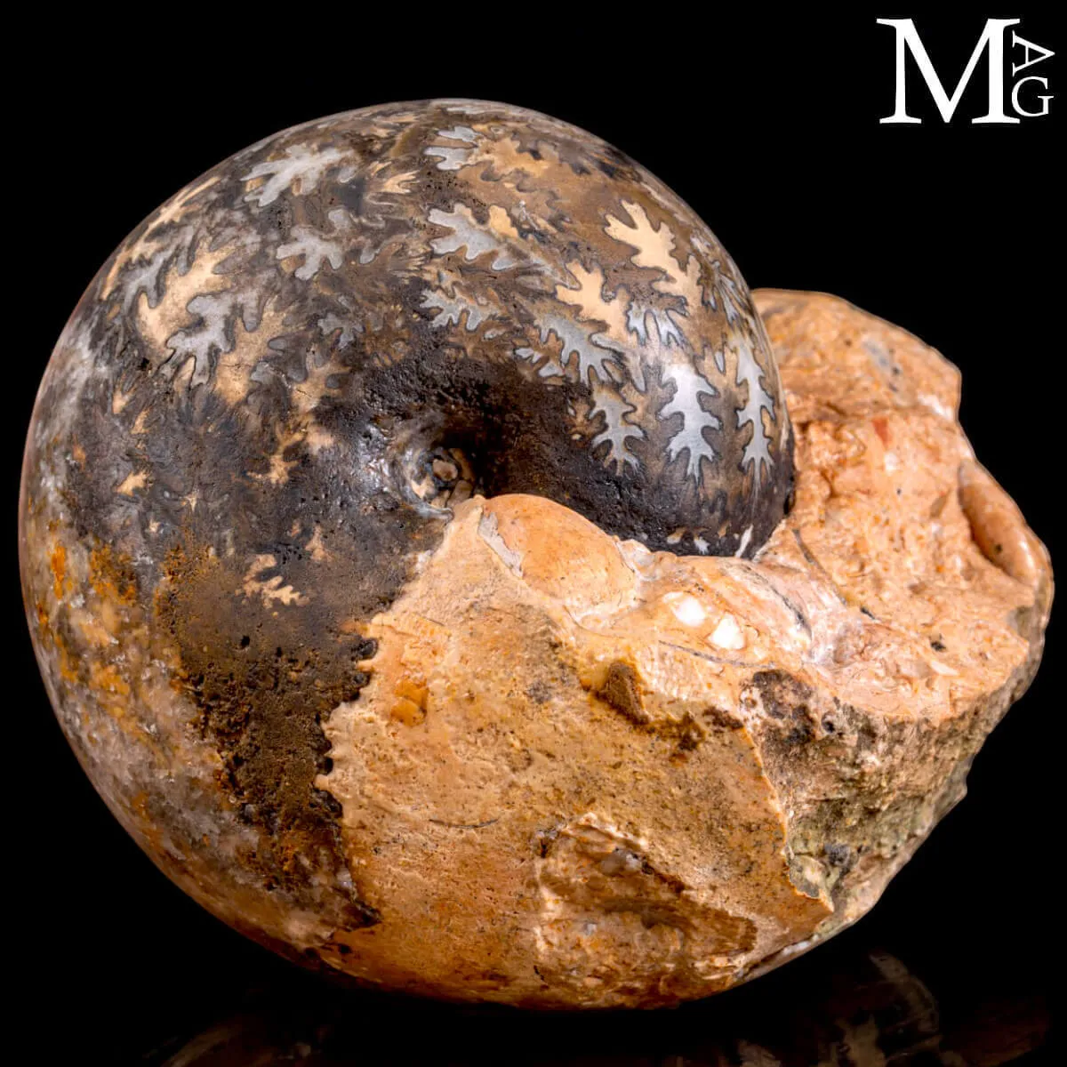 Brouwerites Intermedius – Ammonite Triassica di Timor.