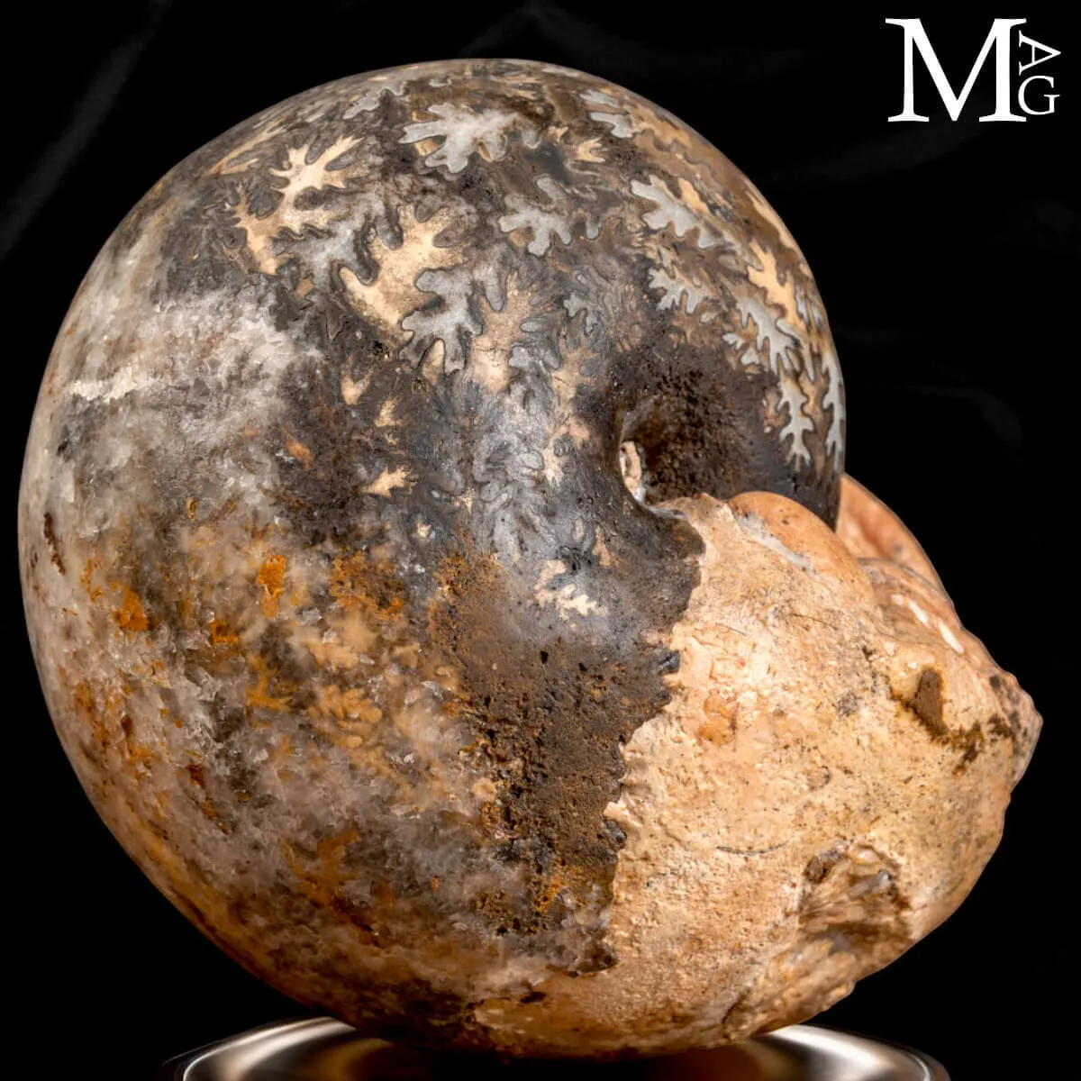 Brouwerites Intermedius – Ammonite Triassica di Timor.