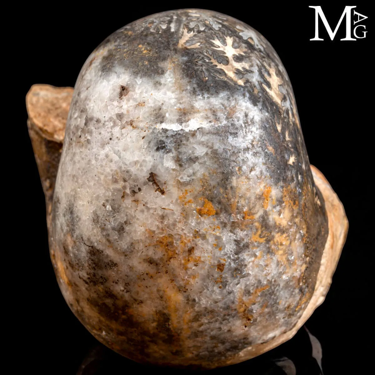 Brouwerites Intermedius – Ammonite Triassica di Timor.