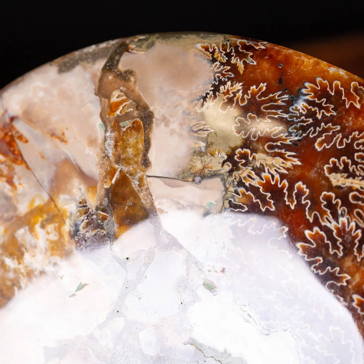 L'Antico Mare Risplende: Ammonite di Tulear, Madagascar.