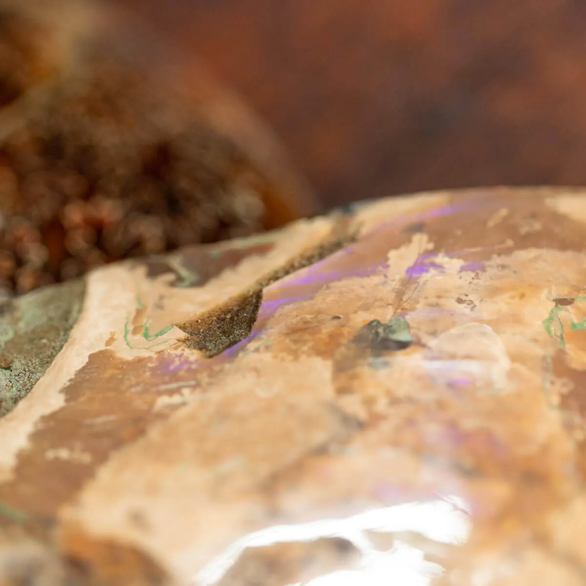 L'Antico Mare Risplende: Ammonite di Tulear, Madagascar.