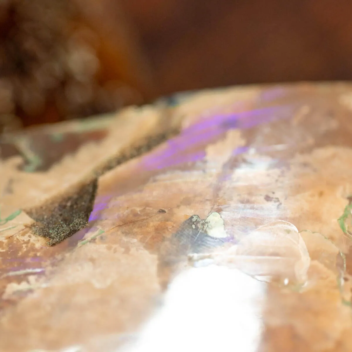 L'Antico Mare Risplende: Ammonite di Tulear, Madagascar.