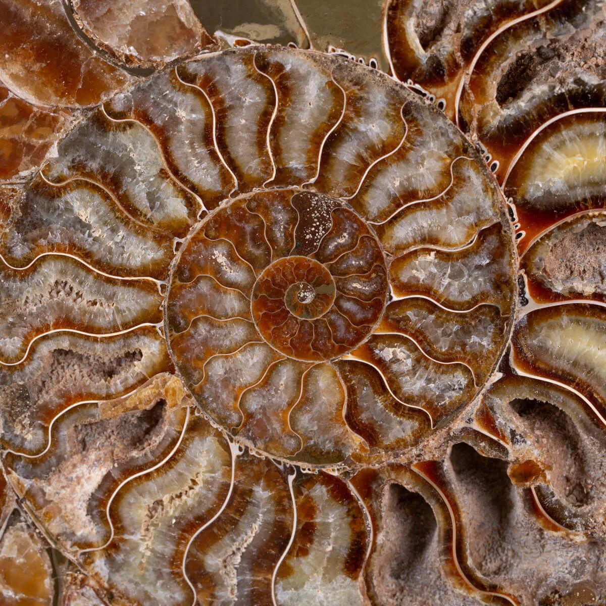L'Antico Mare Risplende: Ammonite di Tulear, Madagascar.