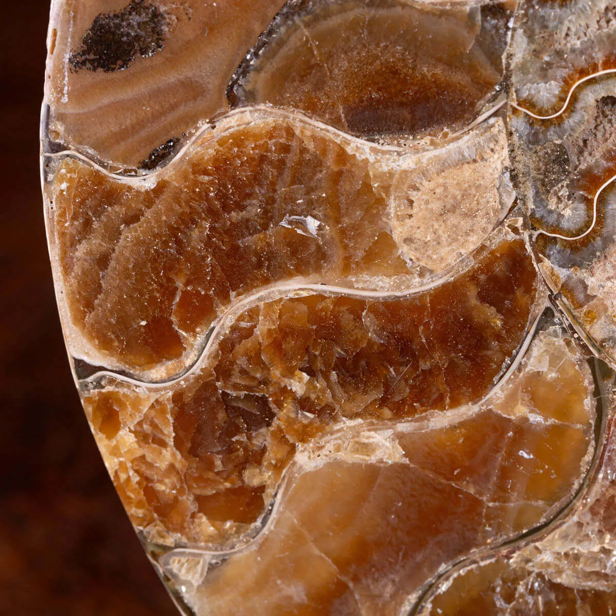 L'Antico Mare Risplende: Ammonite di Tulear, Madagascar.