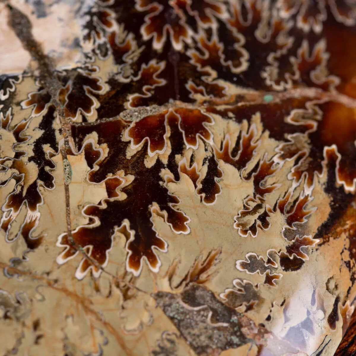 L'Antico Mare Risplende: Ammonite di Tulear, Madagascar.