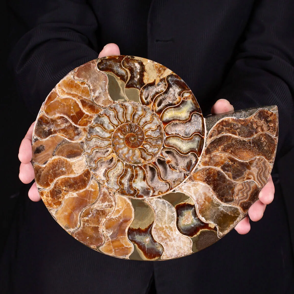 L'Antico Mare Risplende: Ammonite di Tulear, Madagascar.