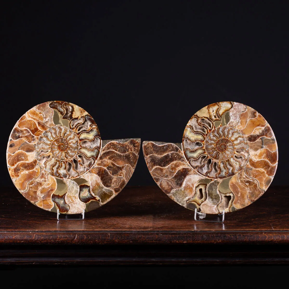 L'Antico Mare Risplende: Ammonite di Tulear, Madagascar.