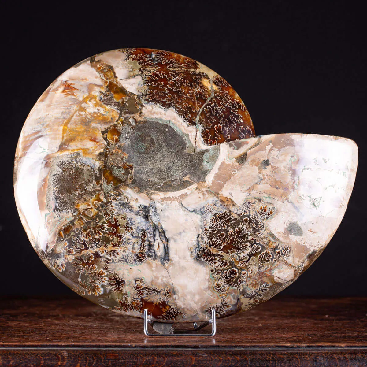 L'Antico Mare Risplende: Ammonite di Tulear, Madagascar.