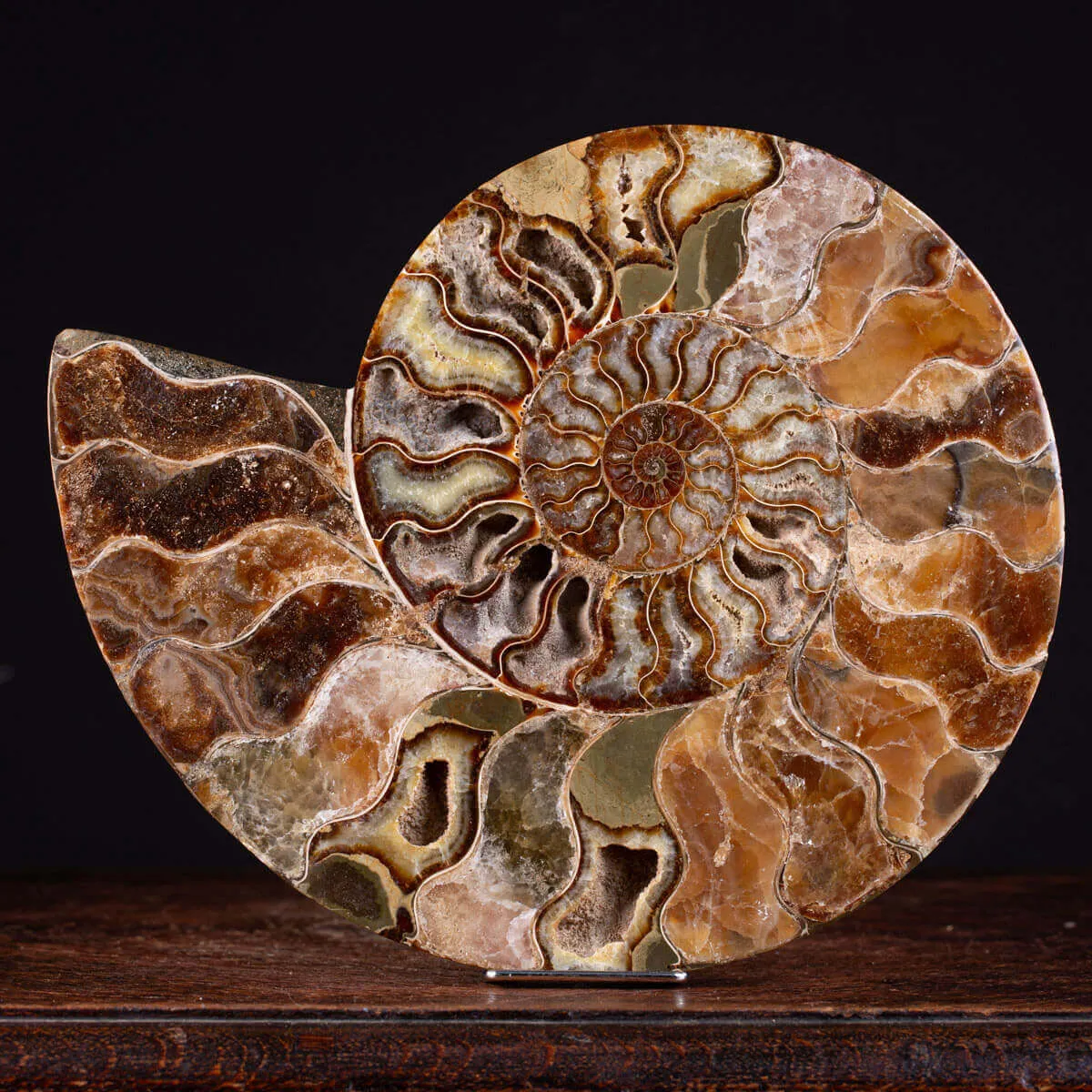 L'Antico Mare Risplende: Ammonite di Tulear, Madagascar.