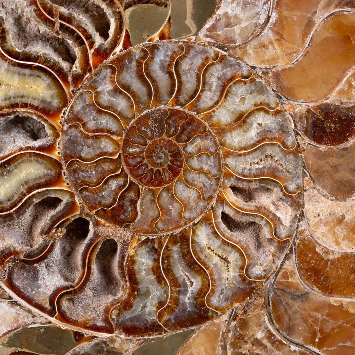 L'Antico Mare Risplende: Ammonite di Tulear, Madagascar.