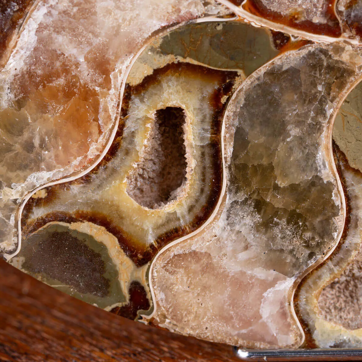 L'Antico Mare Risplende: Ammonite di Tulear, Madagascar.