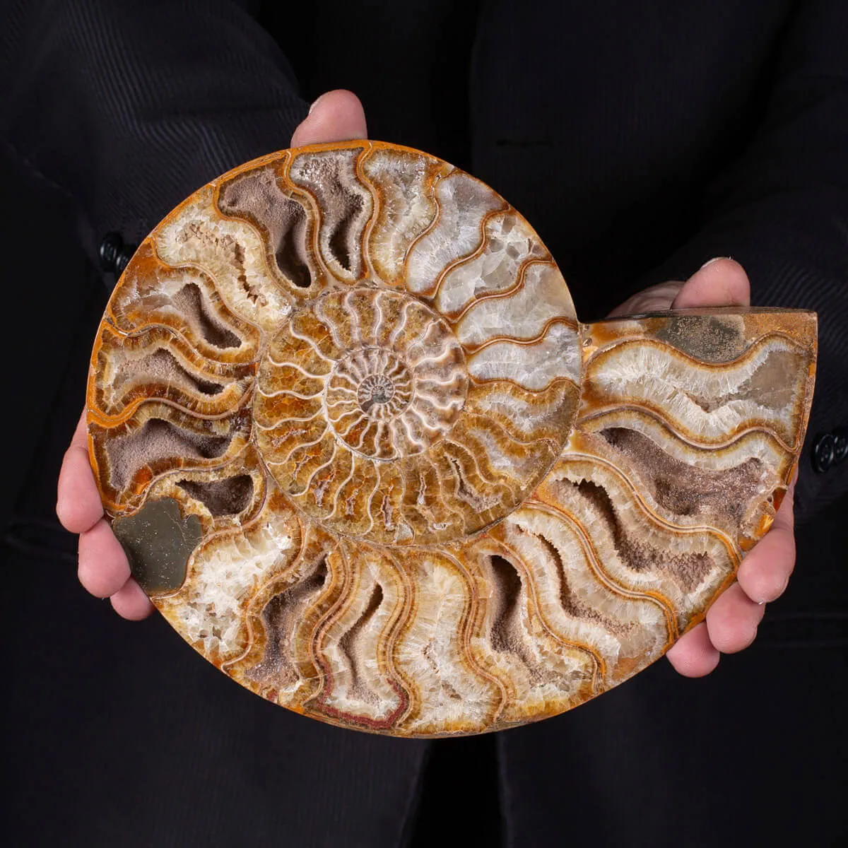 Ammonite Giurassica: Oxfordiano , Madagascar