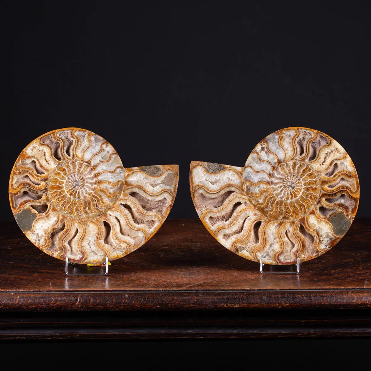 Ammonite Giurassica: Oxfordiano , Madagascar