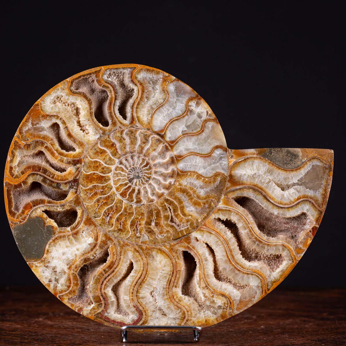 Ammonite Giurassica: Oxfordiano , Madagascar