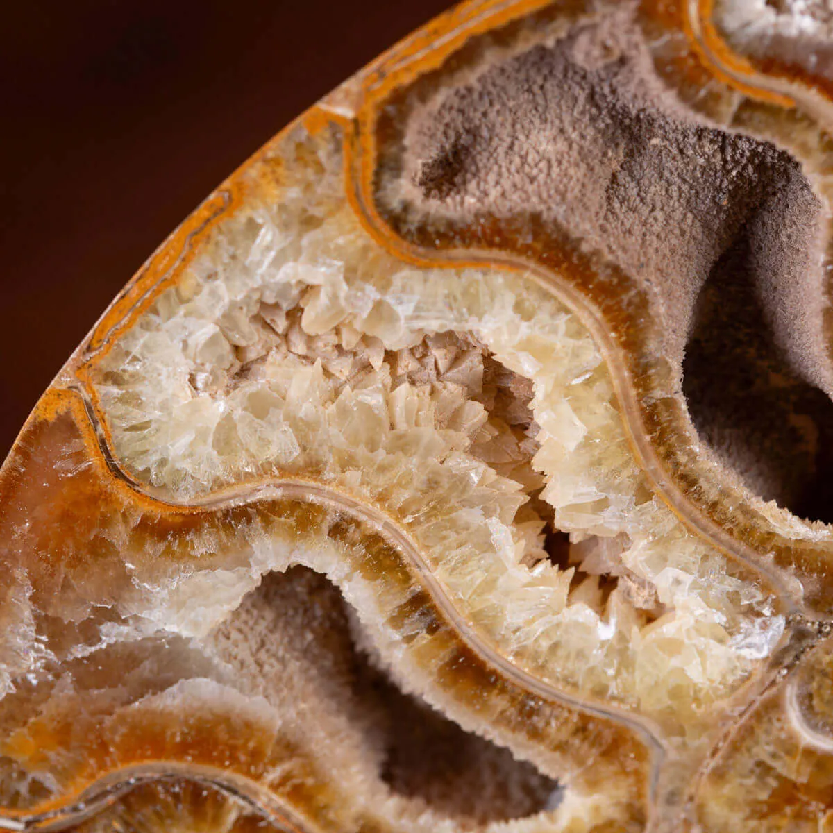 Ammonite Giurassica: Oxfordiano , Madagascar