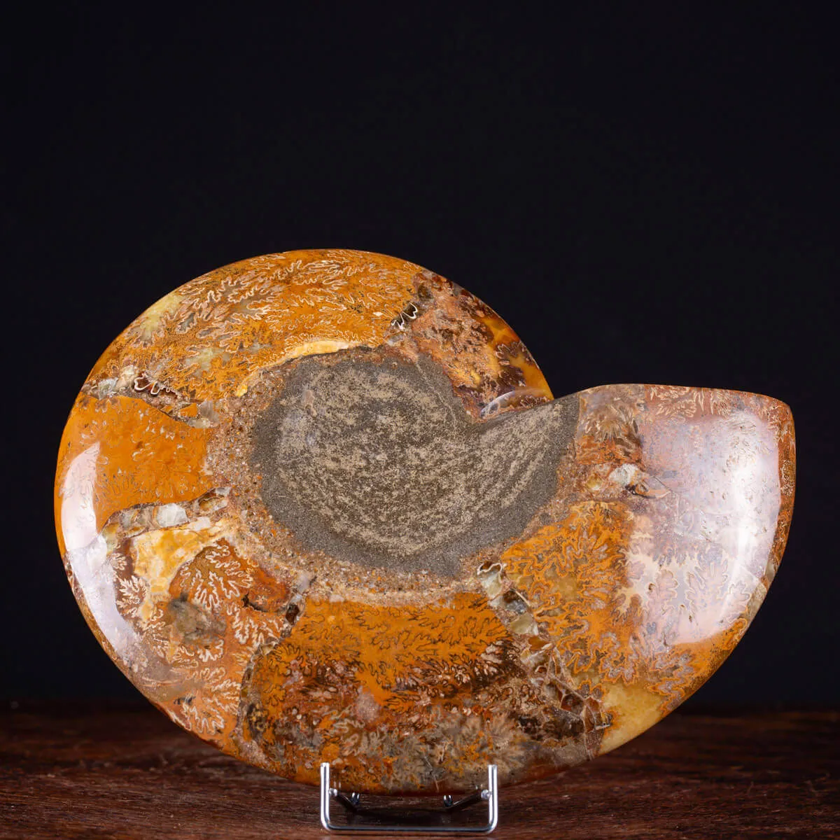 Ammonite Giurassica: Oxfordiano , Madagascar