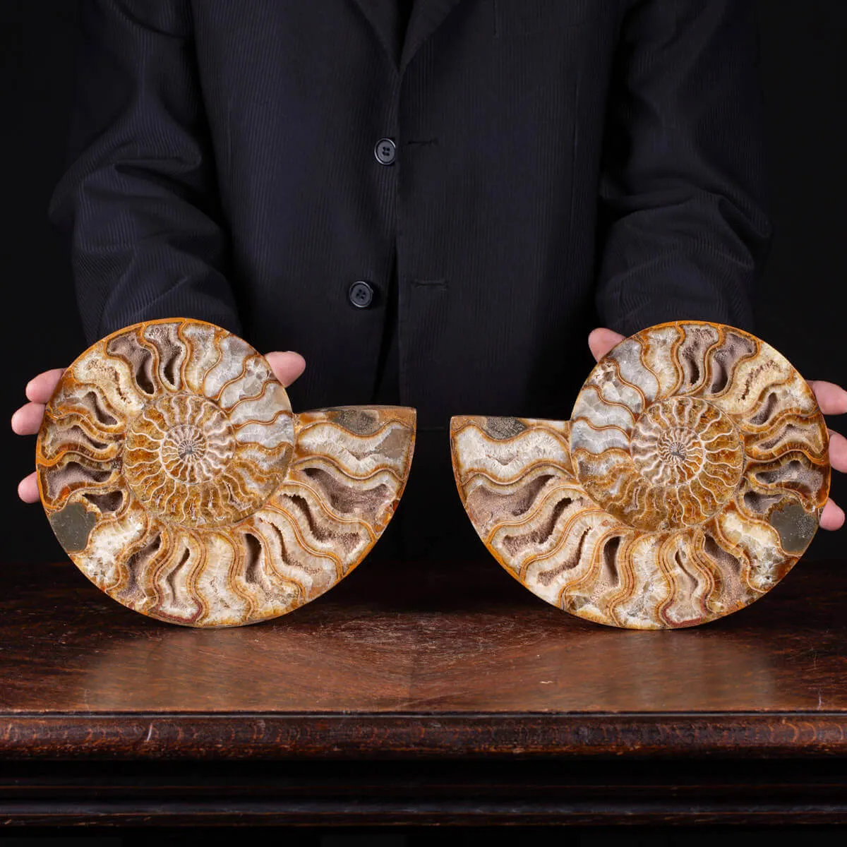 Ammonite Giurassica: Oxfordiano , Madagascar