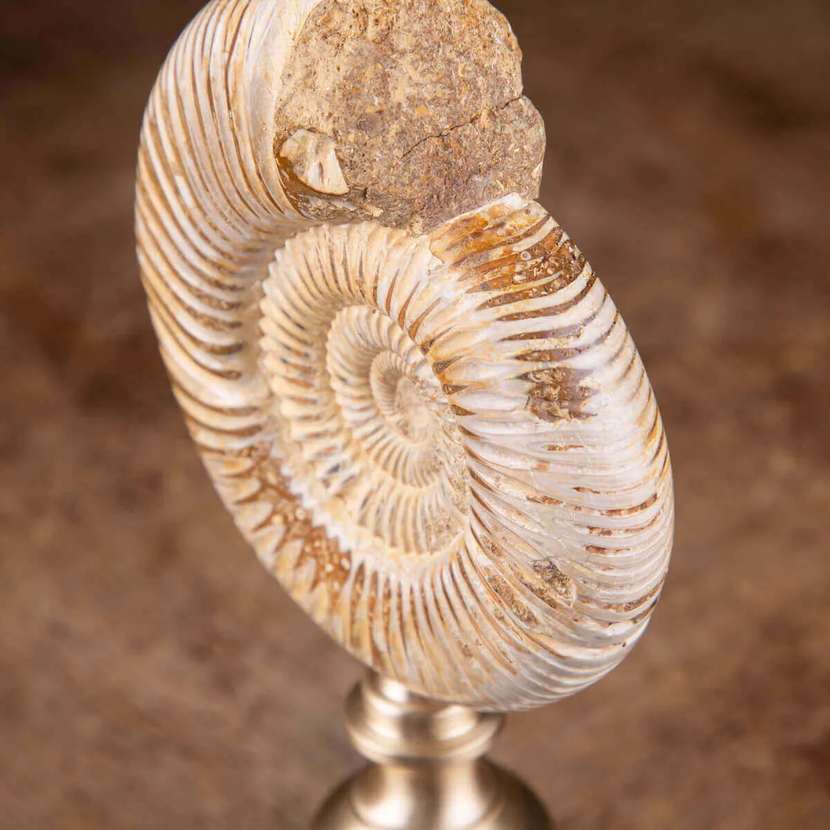 Fossile di ammonite di Perisphinctes del Madagascar su supporto in ottone.